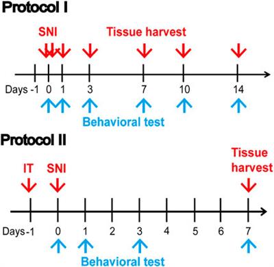 Sirtuin 2 Alleviates Chronic Neuropathic Pain by Suppressing Ferroptosis in Rats